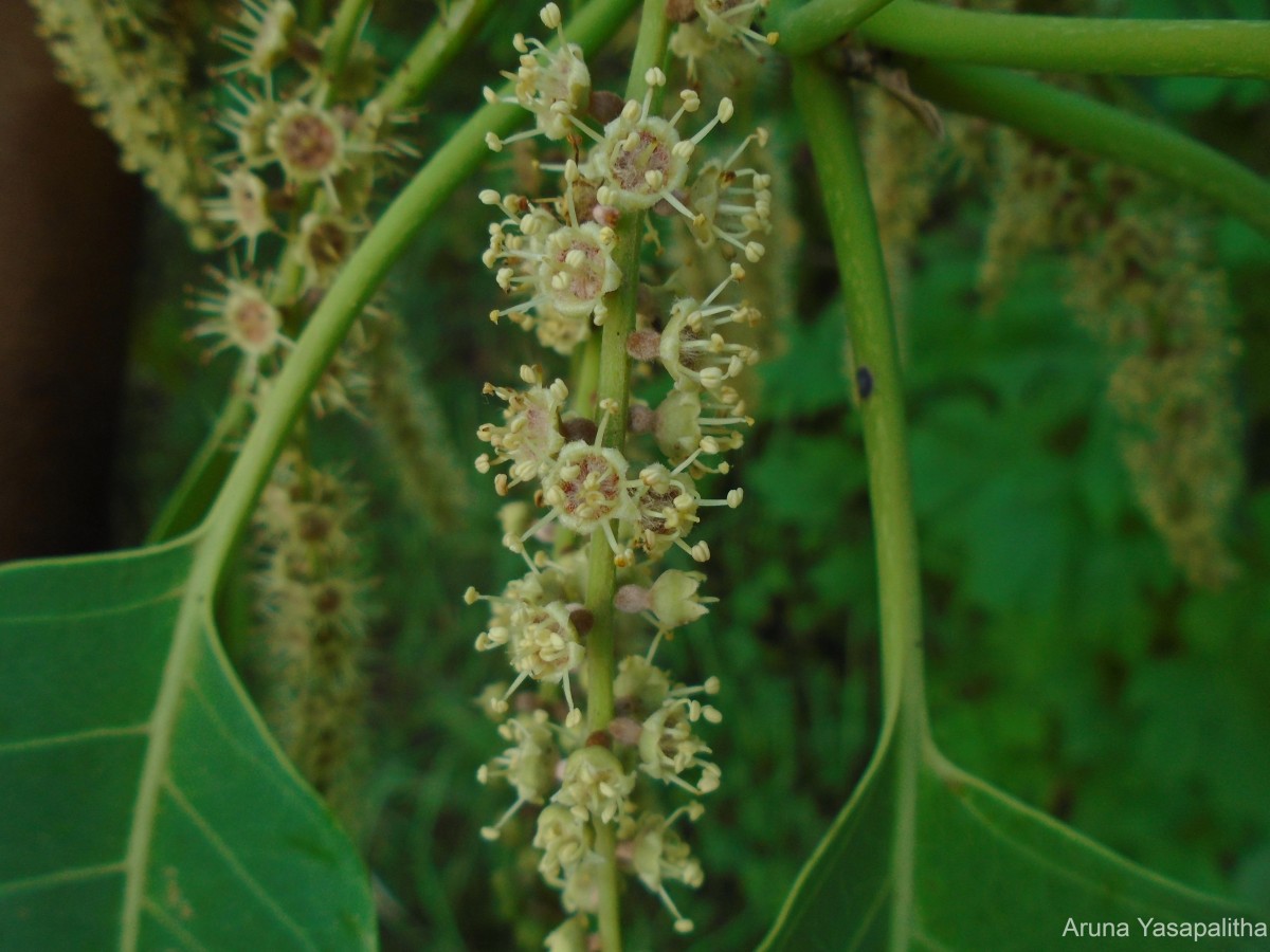 Terminalia bellirica (Gaertn.) Roxb.